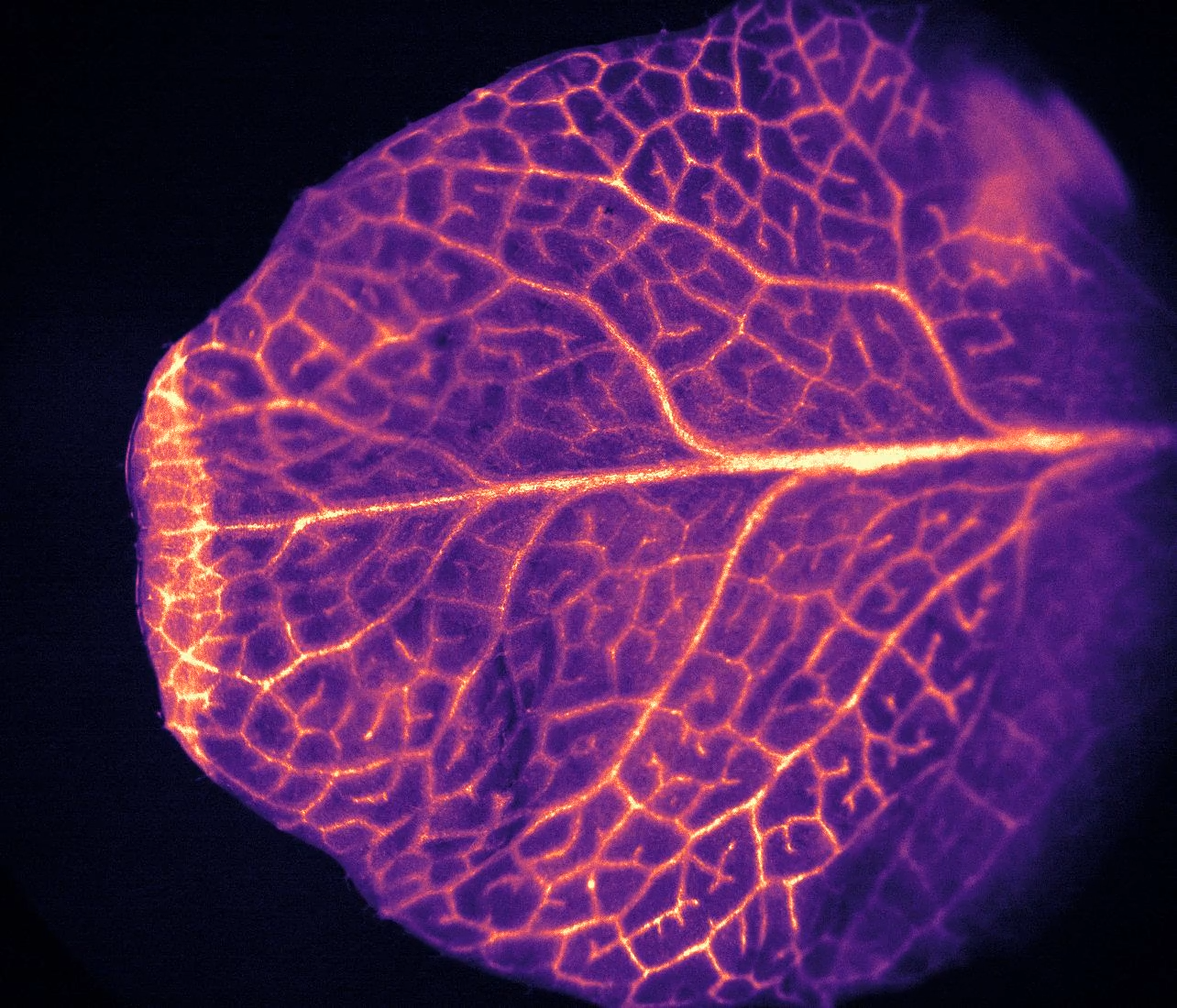 Plant Stress Calcium Imaging 配图 2
