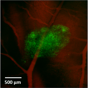 Calcium Imaging at Ecole des Mines de Saint-Etienne 配图 2